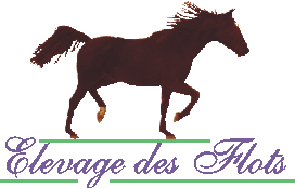 Elevage Pur-Sang Arabes et Paint Horses